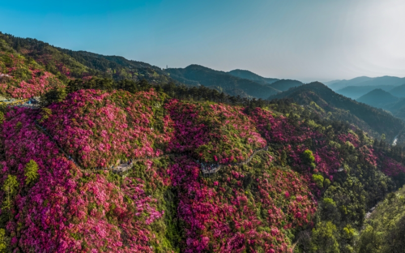 武漢黃陂：杜鵑花開滿山紅