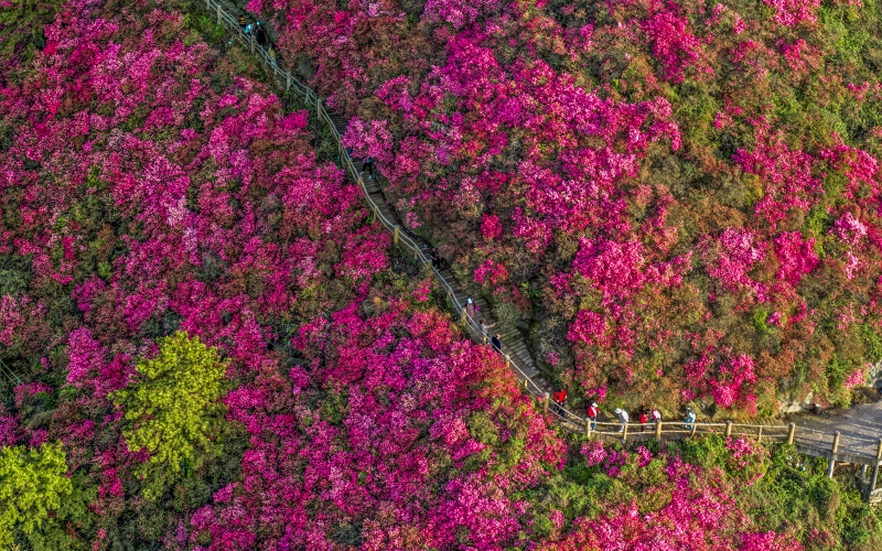 武漢黃陂：杜鵑花開滿山紅