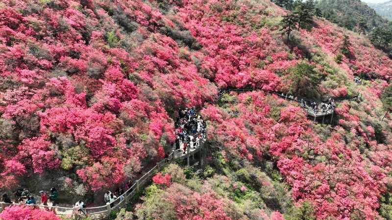 武漢黃陂：杜鵑花開滿山紅