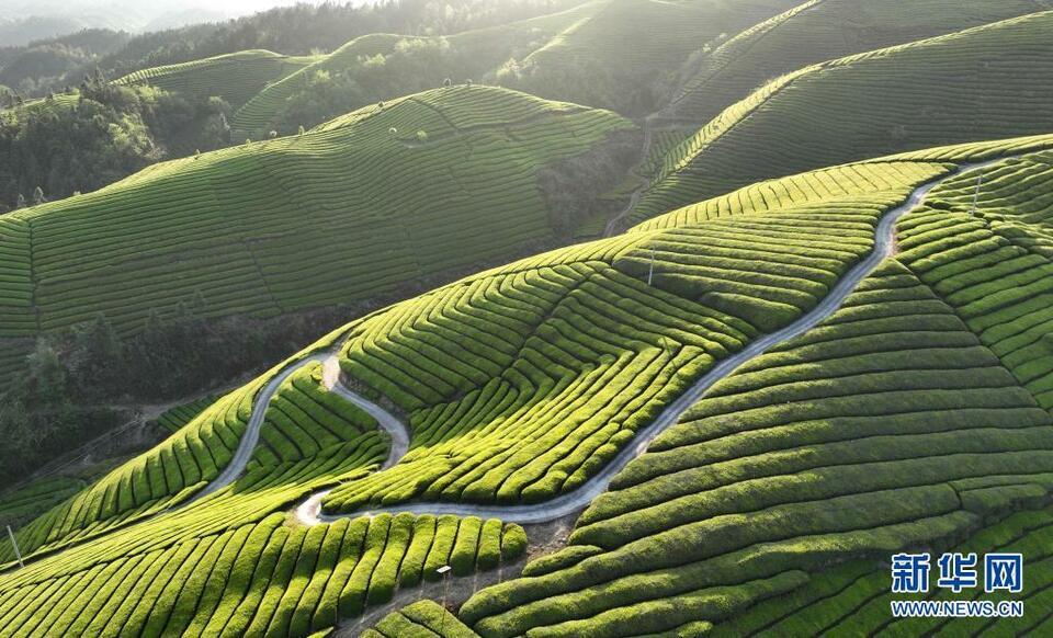 恩施鶴峰縣：茶山如海連天際