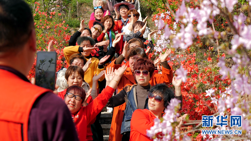 湖北荊山：四月杜鵑花爭艷