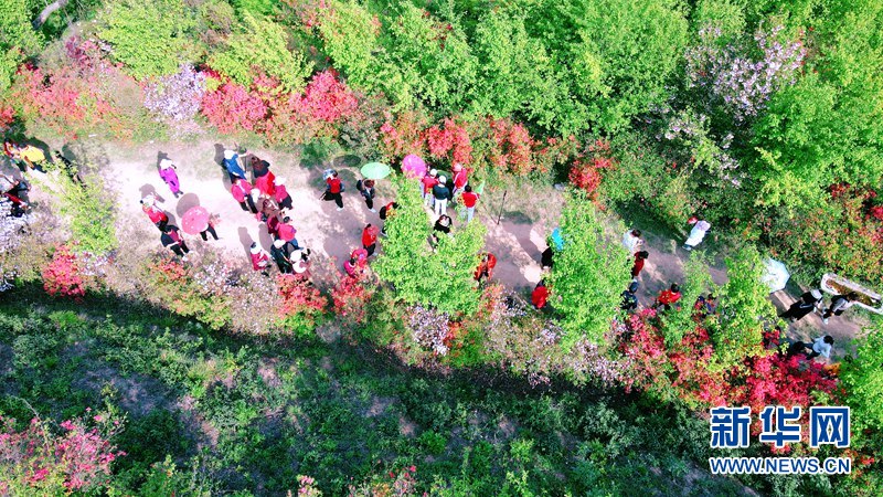 湖北荊山：四月杜鵑花爭艷