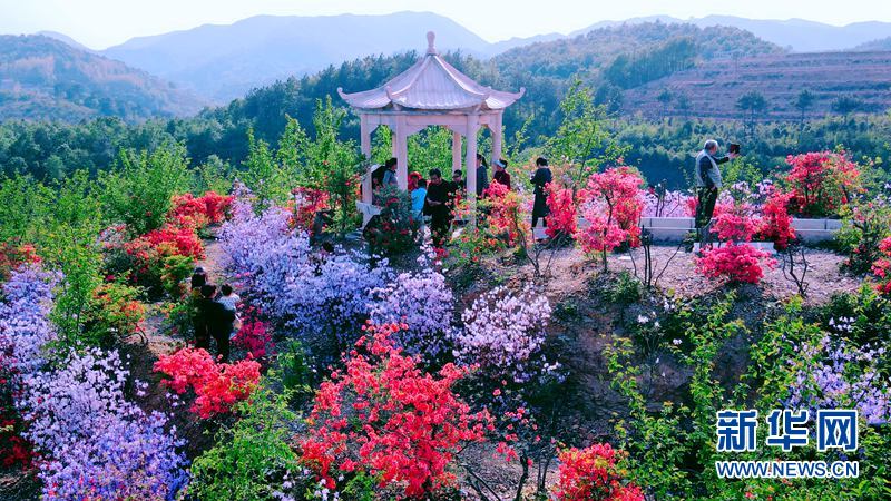 湖北荊山：四月杜鵑花爭艷