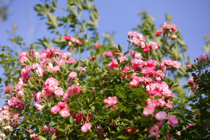 襄陽南漳：薔薇“花瀑”扮靚街頭