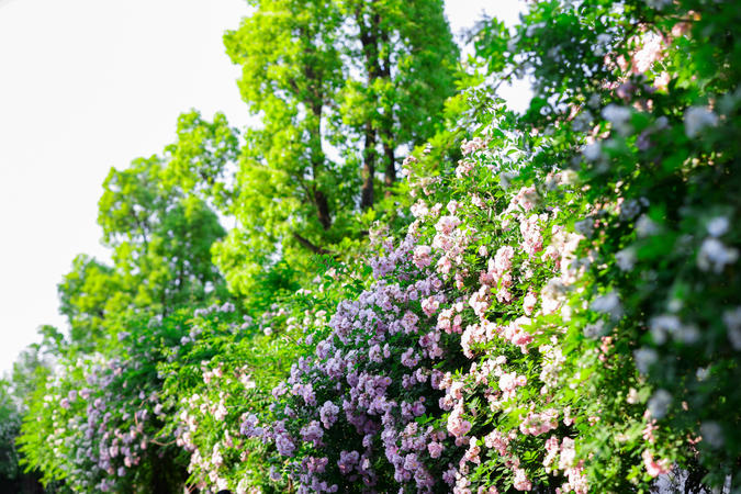 襄陽南漳：薔薇“花瀑”扮靚街頭