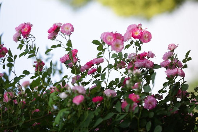 襄陽南漳：薔薇“花瀑”扮靚街頭