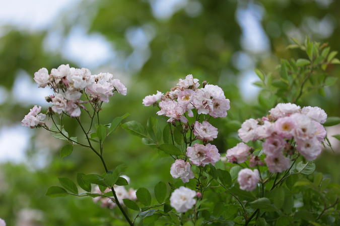 襄陽南漳：薔薇“花瀑”扮靚街頭