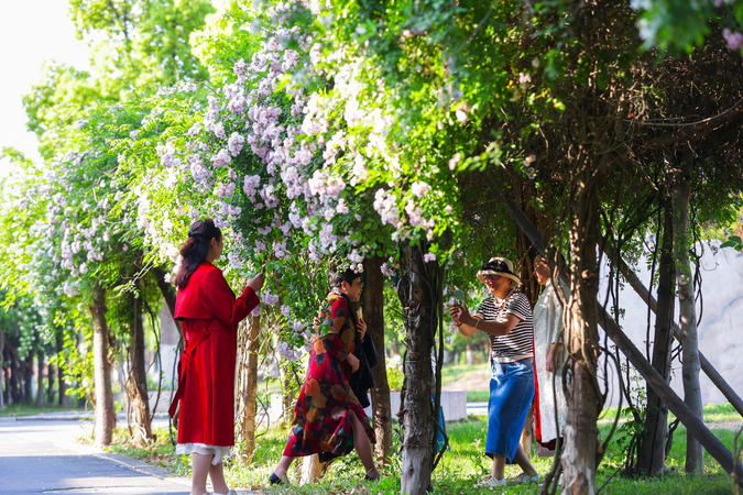 襄陽南漳：薔薇“花瀑”扮靚街頭