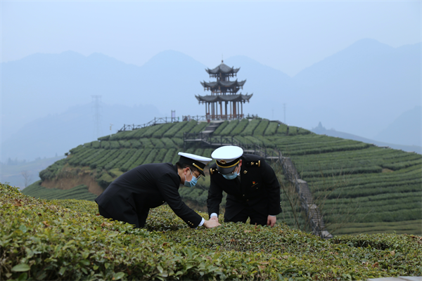 武漢海關護航楚茶出口一路飄香_fororder_圖片1