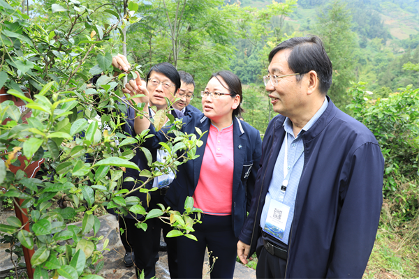 湖北巴東神農古茶園揭牌 引領茶産業高品質發展_fororder_圖片4