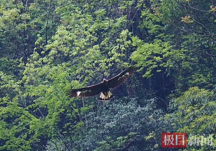 湖北堵河源首次拍到國家一級保護動物金雕