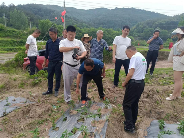 荊門東寶：種菊澗溝村 香飄“致富路”_fororder_圖片9