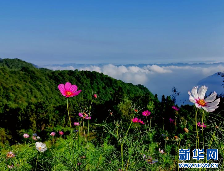 巴東秘境綠蔥坡 夏日風光引遊人