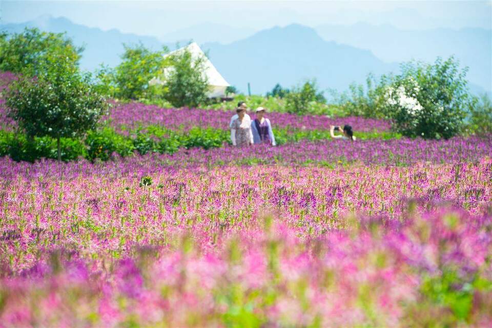 湖北宜昌：雲上花海引客來