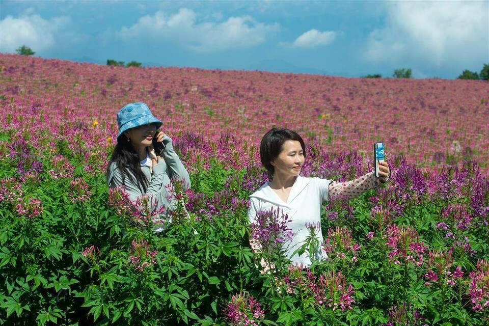 湖北宜昌：雲上花海引客來