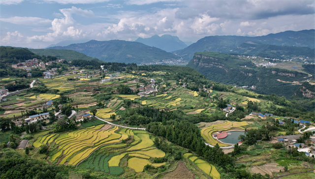 湖北巴東：懸崖梯田遍地黃 稻粒歸倉豐收忙_fororder_圖片1