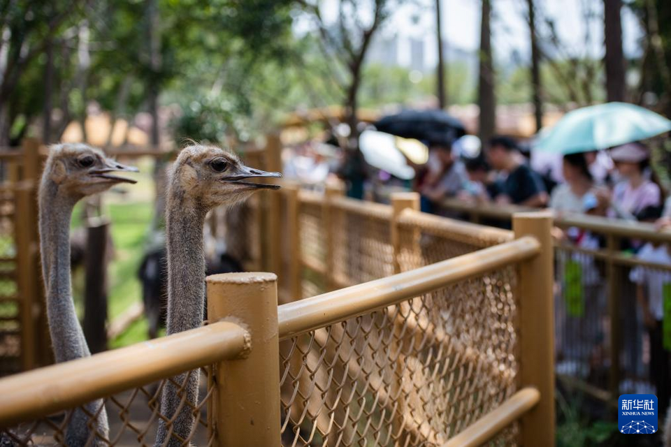 湖北武漢：看看動物們的新家園