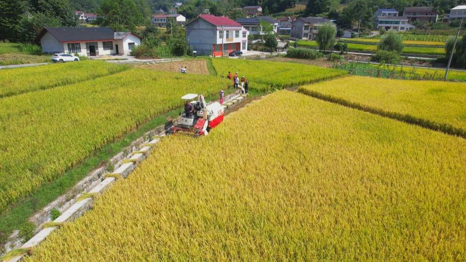 千城勝景｜湖北鶴峰：稻浪千重 豐收盈倉