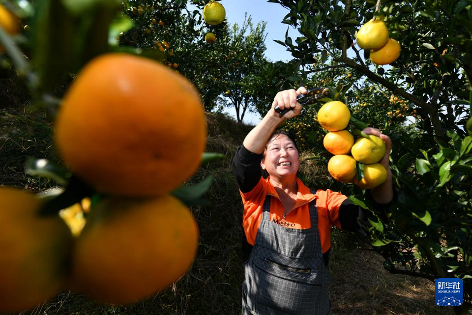 湖北宣恩：搶抓農時 秋收忙