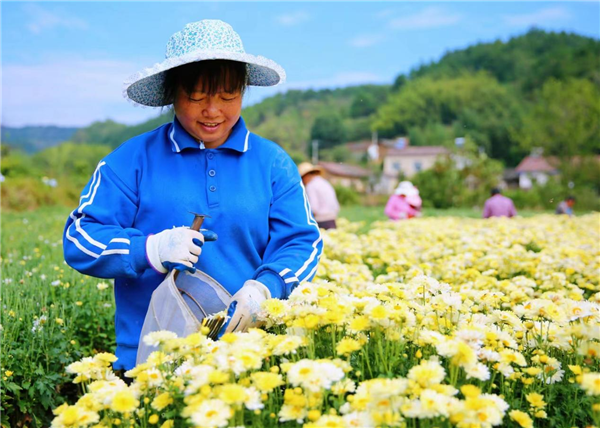 荊門東寶：杭白菊花香四溢 扮靚山鄉富村民_fororder_圖片1