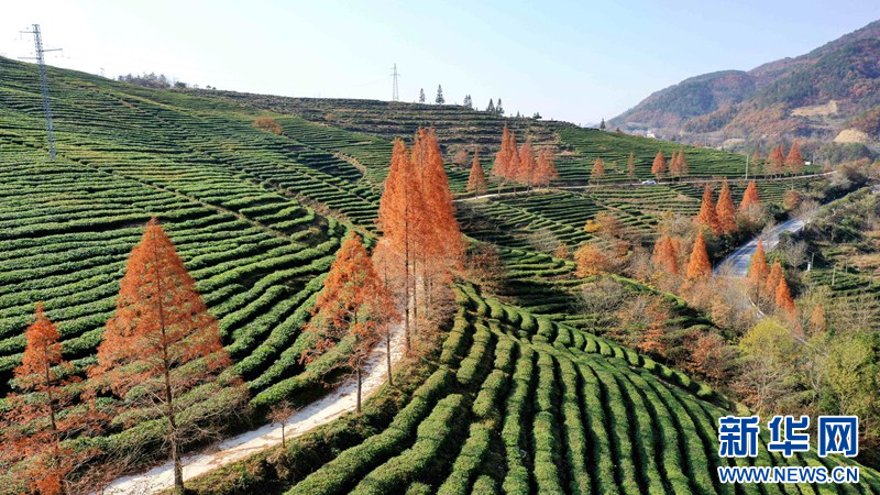 湖北保康：冬日水杉著“紅裝”