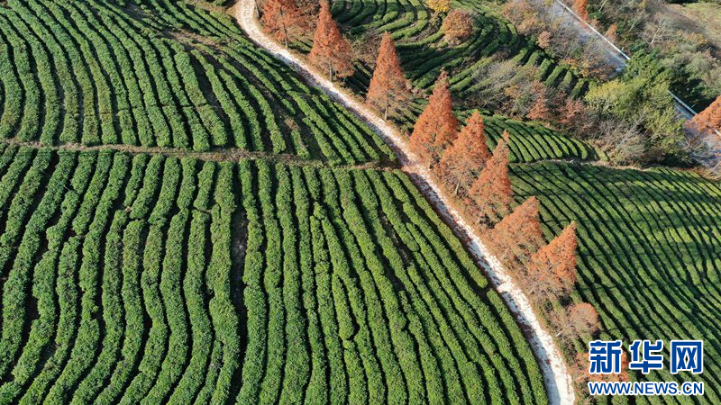 湖北保康：冬日水杉著“紅裝”