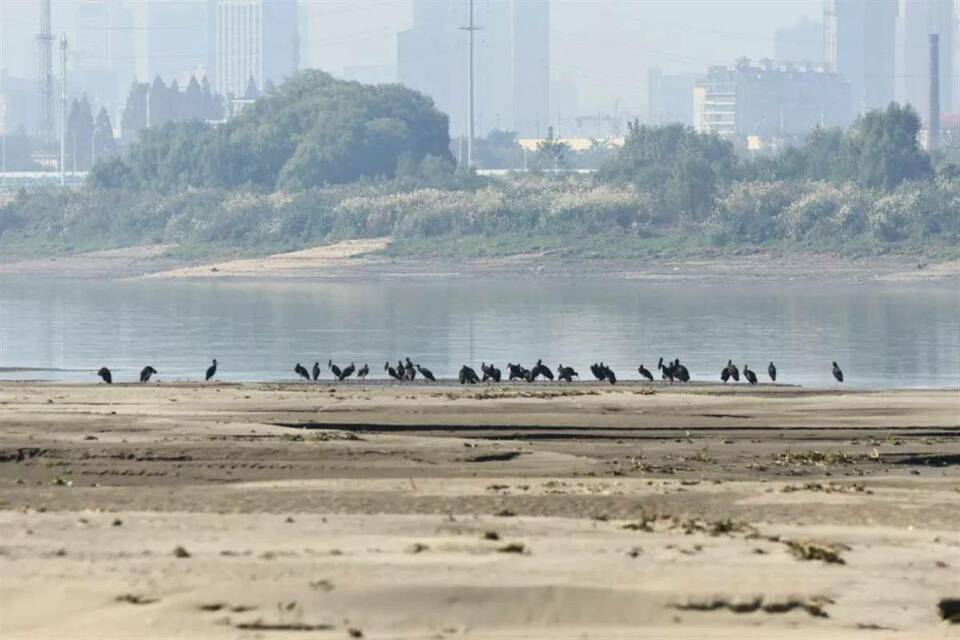 一級珍稀保護鳥類黑鸛群落連續10年報到 武漢越冬候鳥進入高峰期