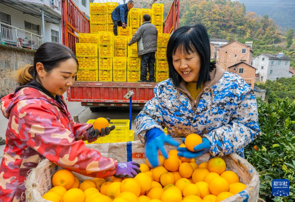 湖北秭歸：冬季臍橙豐收上市