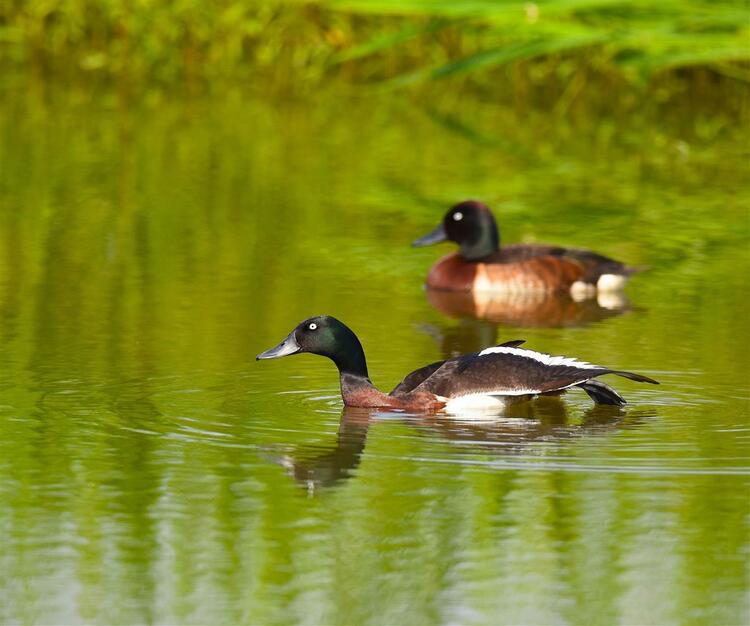 鳥中“大熊貓”青頭潛鴨首現孝感朱湖濕地恢復重建區