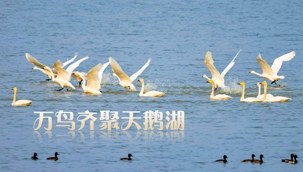 武漢東西湖區：萬鳥齊聚天鵝湖