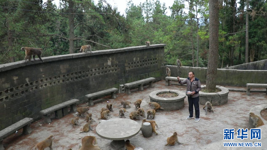 呆萌可愛！湖北鶴峰獼猴群逐漸壯大