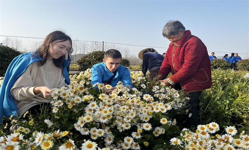 留學生體驗菊花茶製作工藝 零距離感悟中國鄉村文化