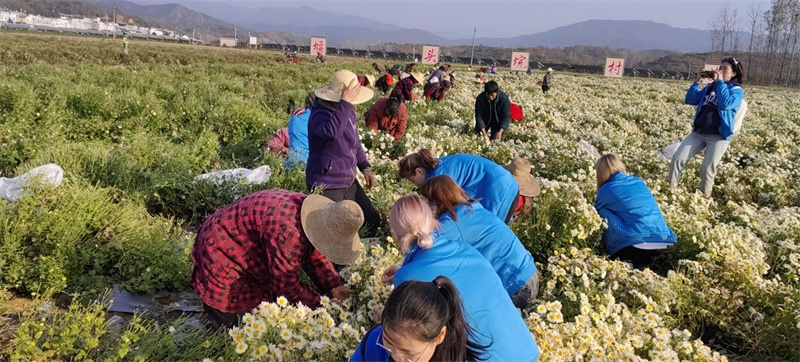 留學生體驗菊花茶製作工藝 零距離感悟中國鄉村文化