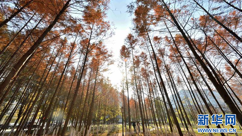 湖北保康：冬日水杉著“紅裝”