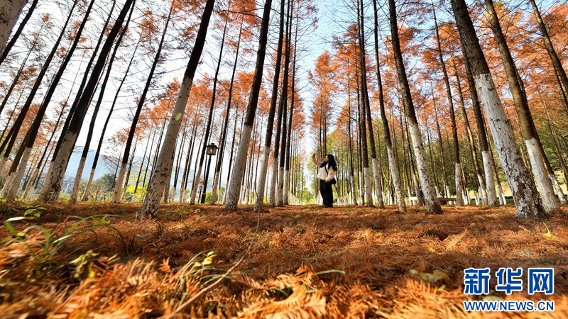 湖北保康：冬日水杉著“紅裝”