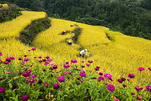 湖北秭歸：現代農業“慧”圖景 鄉村振興“富”未來