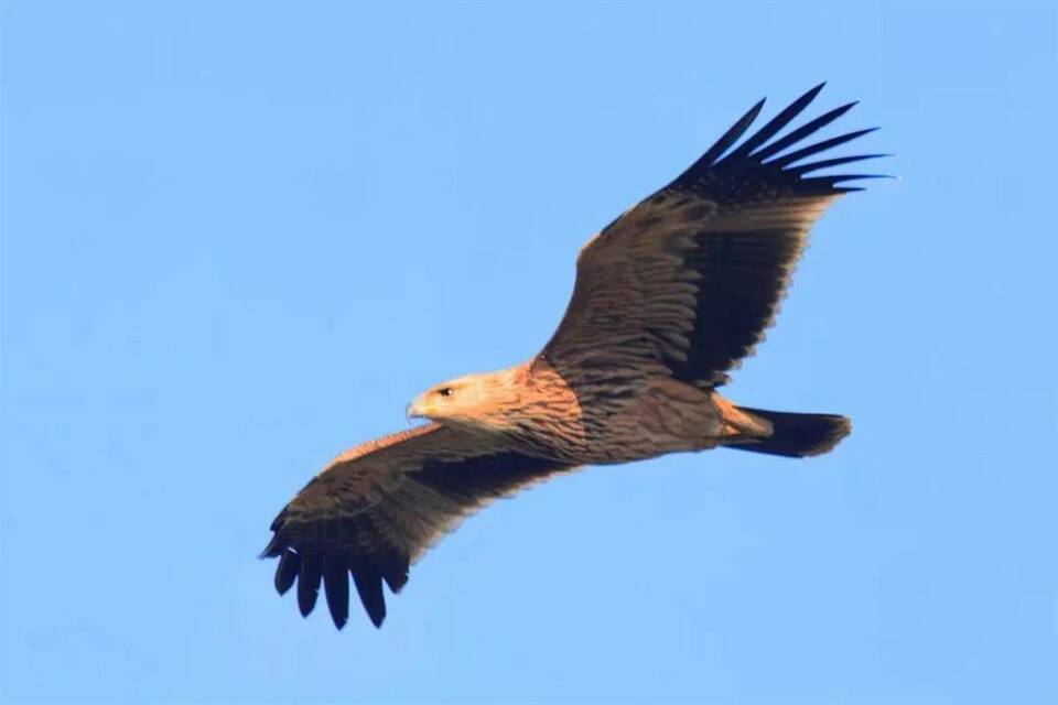 一級珍稀保護鳥類黑鸛群落連續10年報到 武漢越冬候鳥進入高峰期