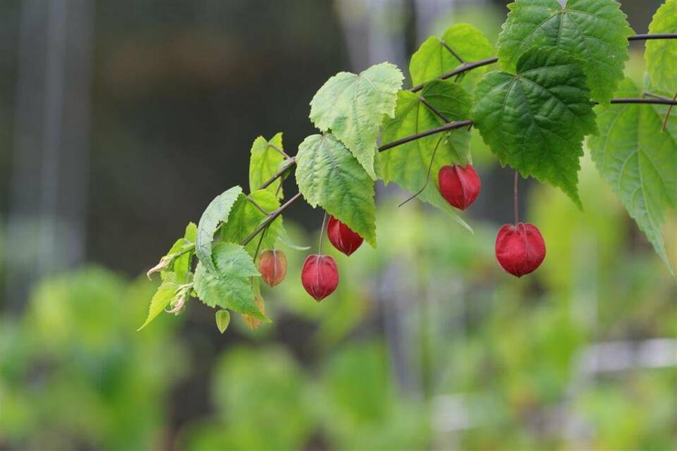 三峽植物園引種“植物燈籠” 增添新年色彩