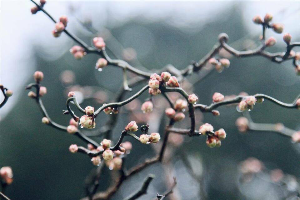 武漢東湖梅園1月18日開園