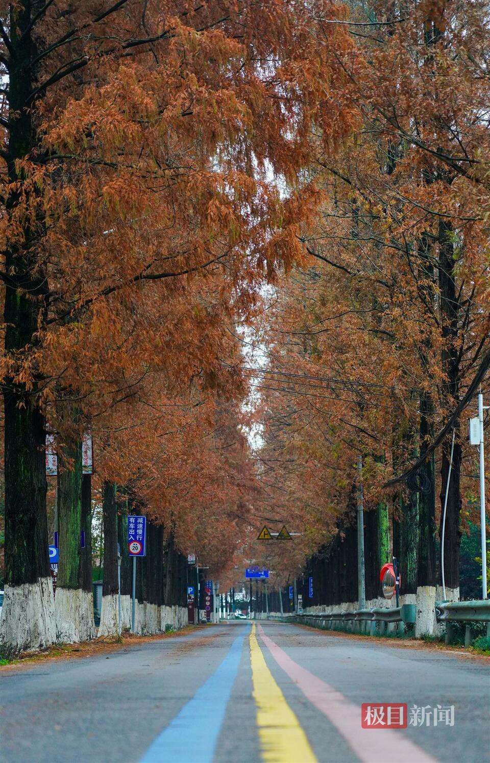 武漢東西湖水杉“紅”透了，來慈惠街遇見“杉”水秘