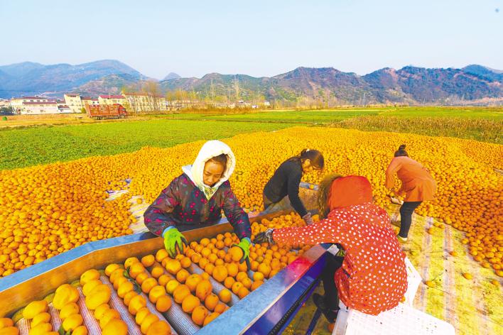 發揮晚熟品種優勢 南漳柑橘批量出口俄羅斯