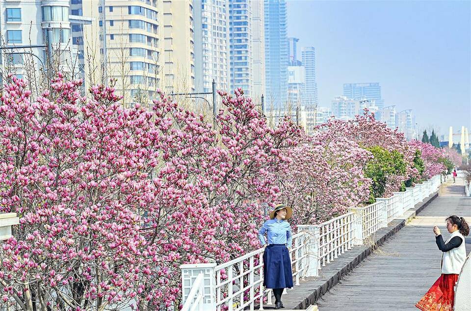 到漢口江灘看玉蘭花海