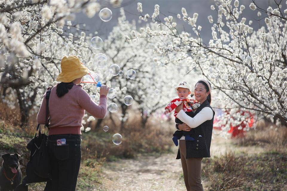 襄陽南漳：櫻桃花開春意濃