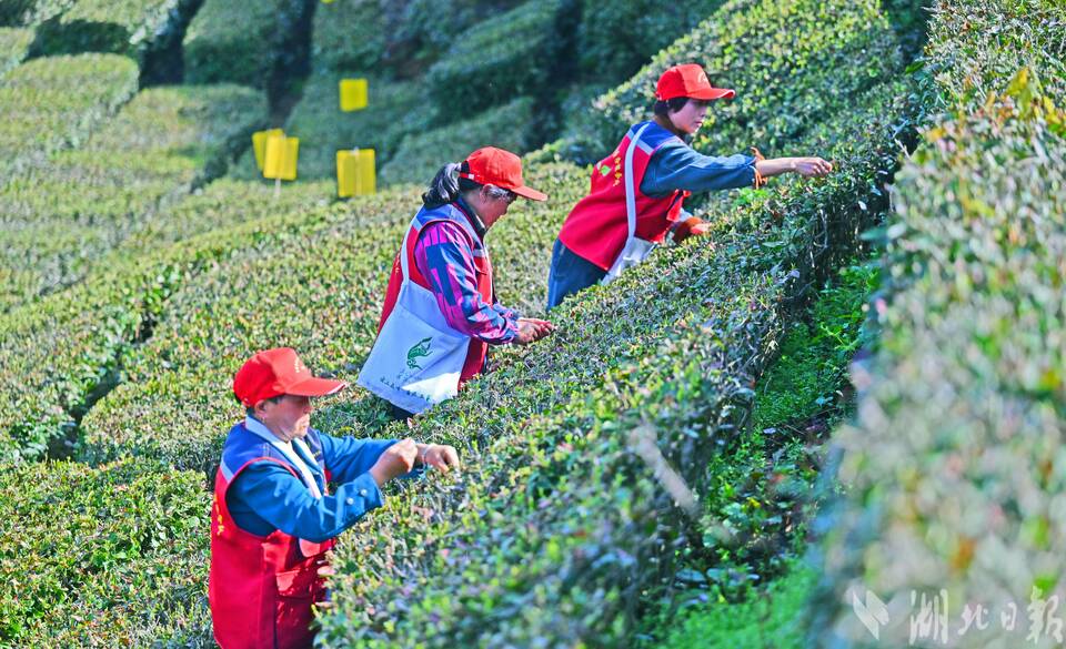 宜昌五峰春茶開園