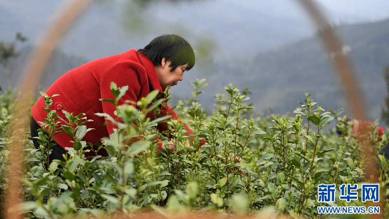 湖北保康：明前茶飄香 茶農採摘忙