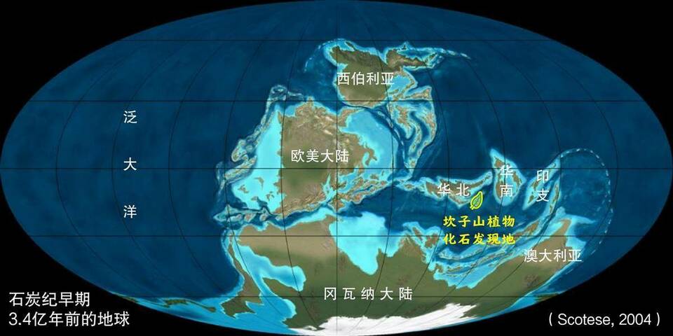 十堰發現3億多年前古植物化石群，屬湖北省首次發現