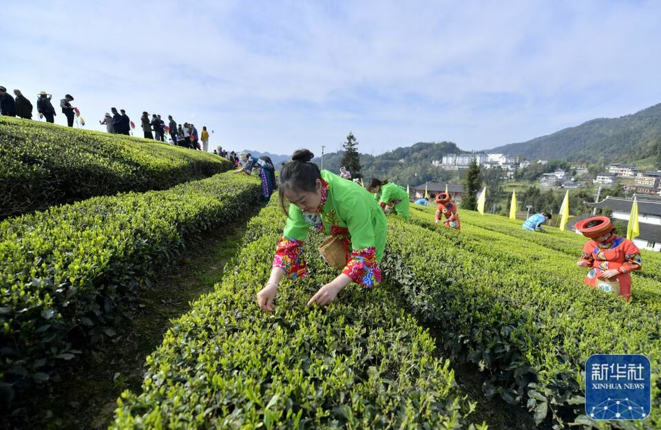 茶園景區賽採茶