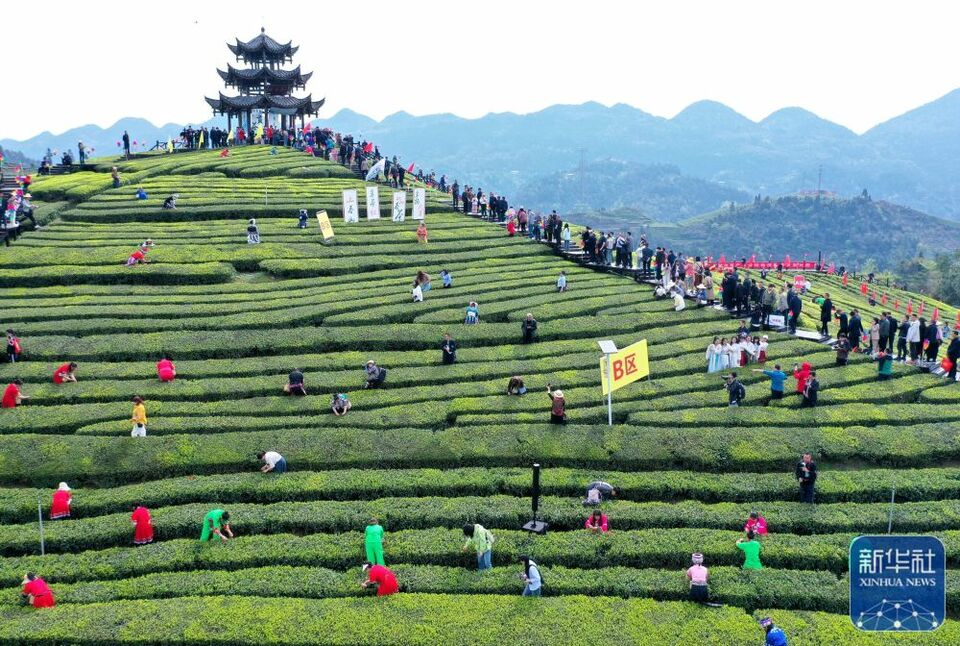 茶園景區賽採茶