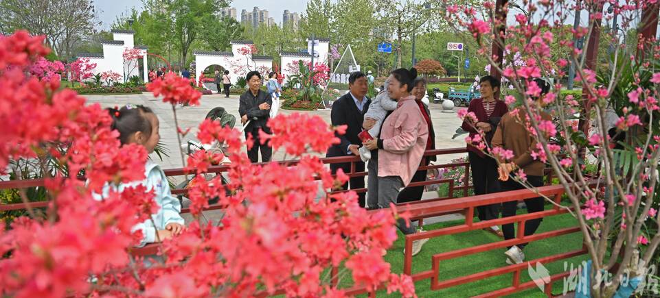 宜昌濕地公園辦起名貴杜鵑花展