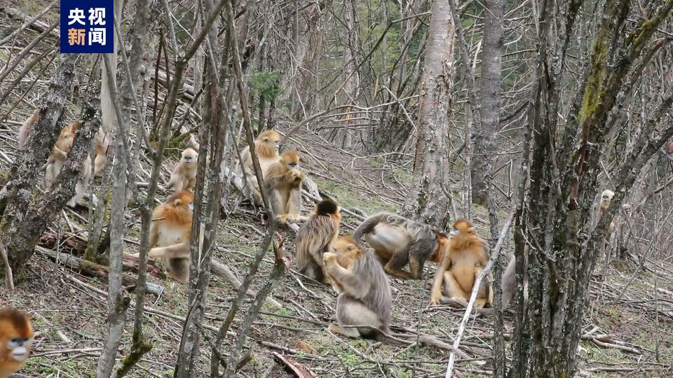 湖北神農架金絲猴基地喜添6隻猴寶寶